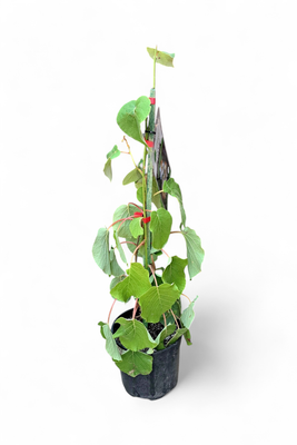 Kiwi Fruit Male &quot;Tomuri&quot; 19cm Pot