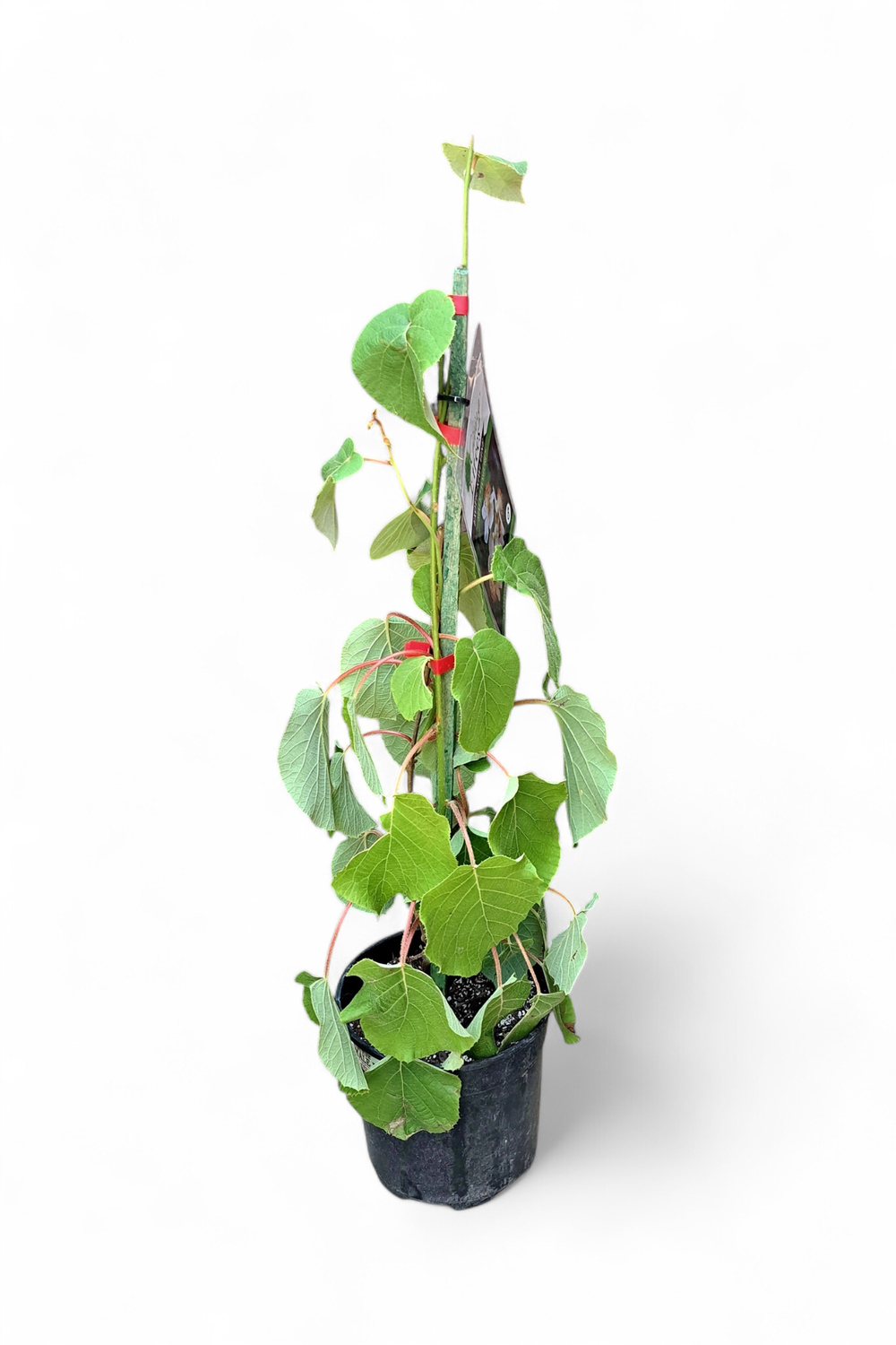 Kiwi Fruit Male &quot;Tomuri&quot; 19cm Pot