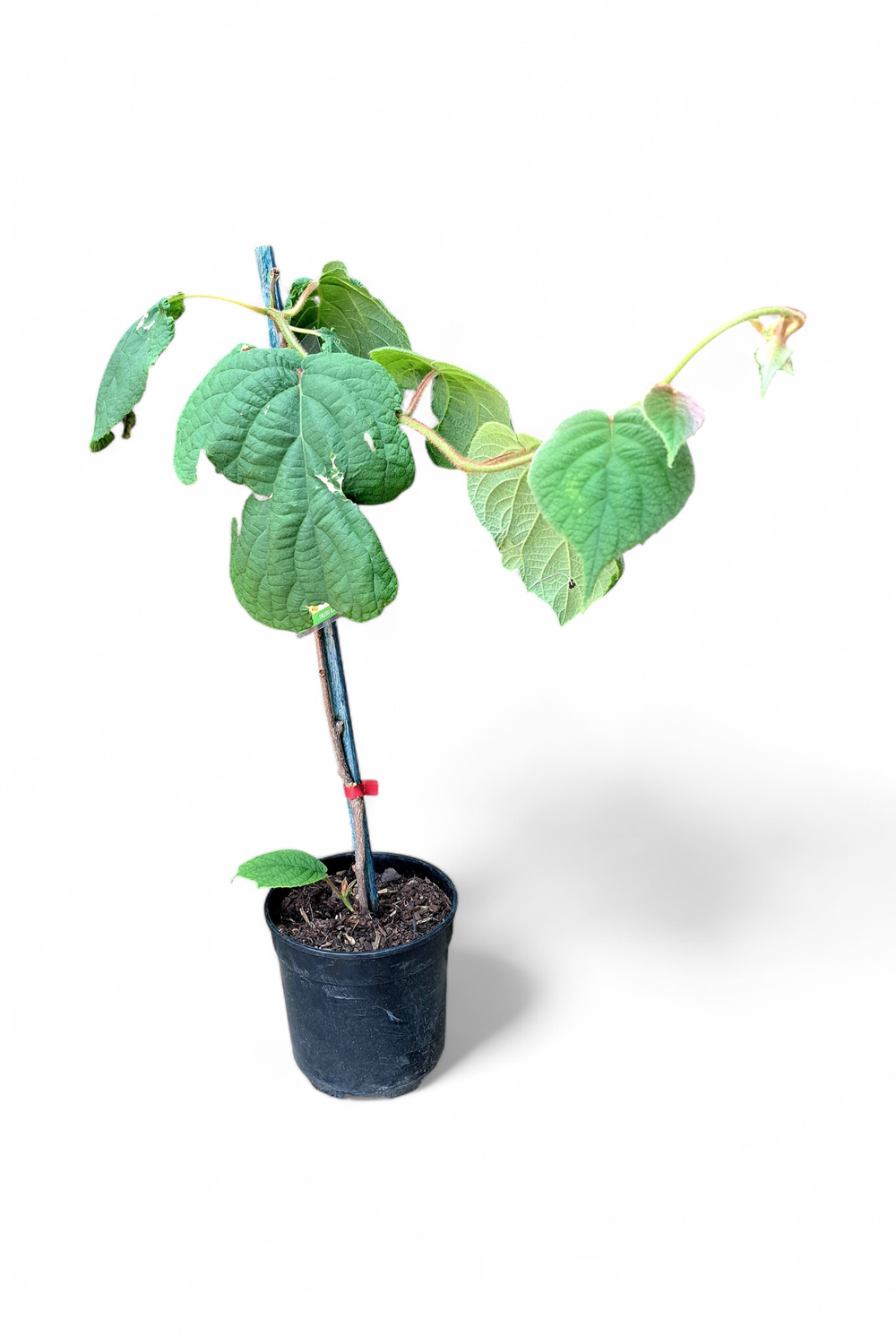 Kiwi Fruit Female &quot;Hayward&quot; 19cm Pot