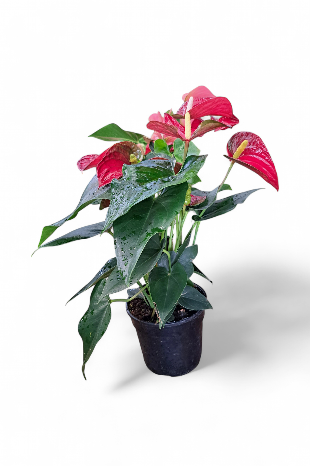 Anthurium Mixed Colours 14 cm Pot