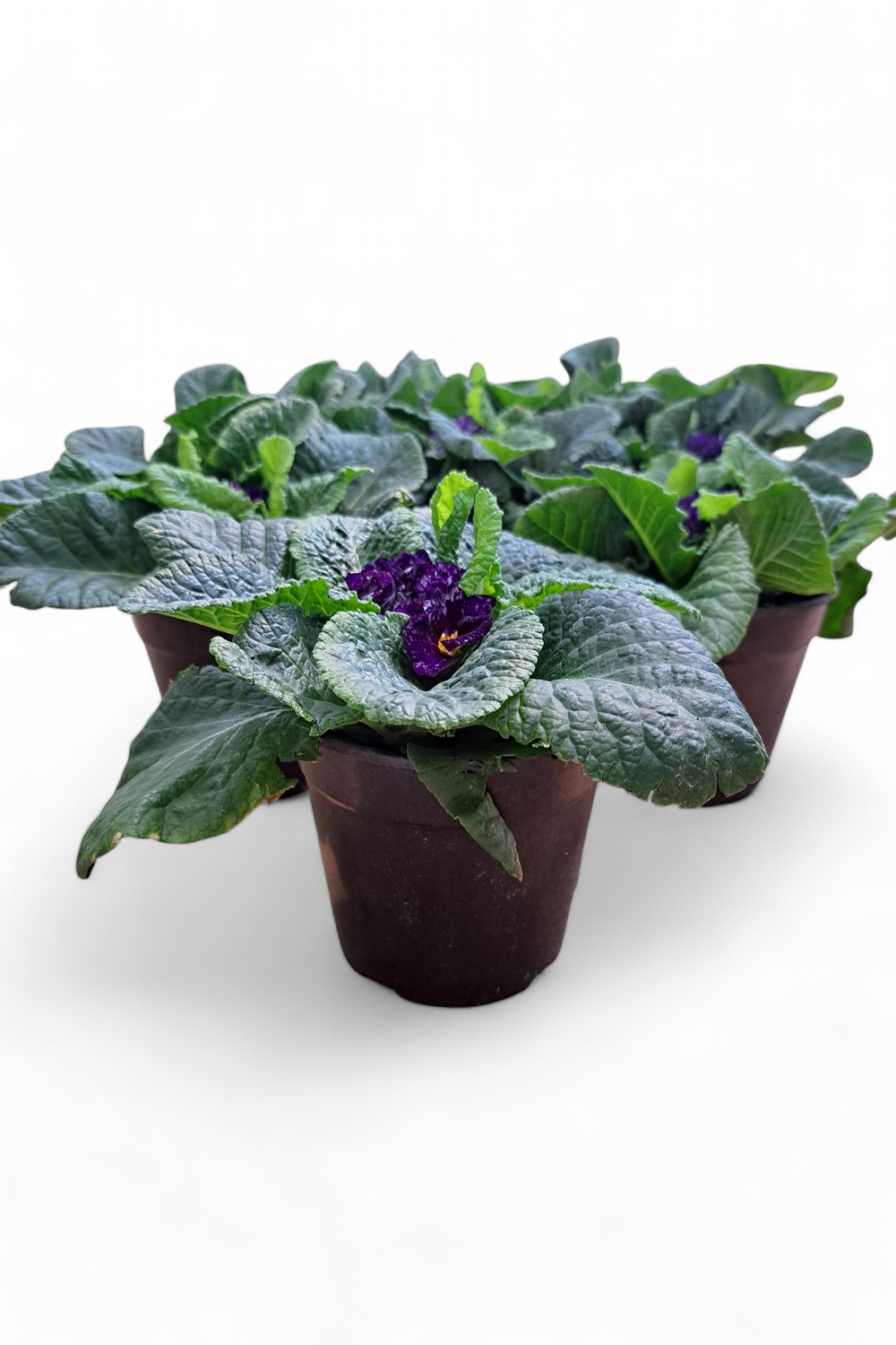Primula Acaulis 12cm