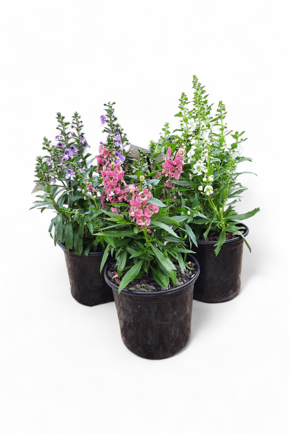 Angelonia Archangel Mixed Colours 15cm