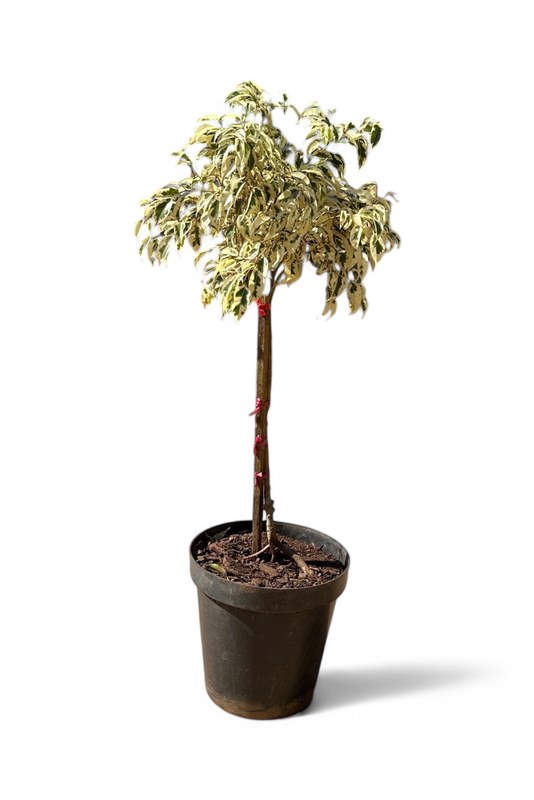 Ficus Starlight 25cm Pot Standard