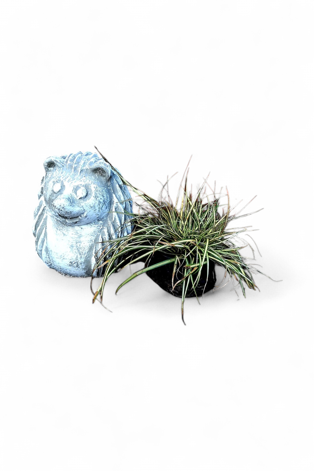 Carex Evergold 2L