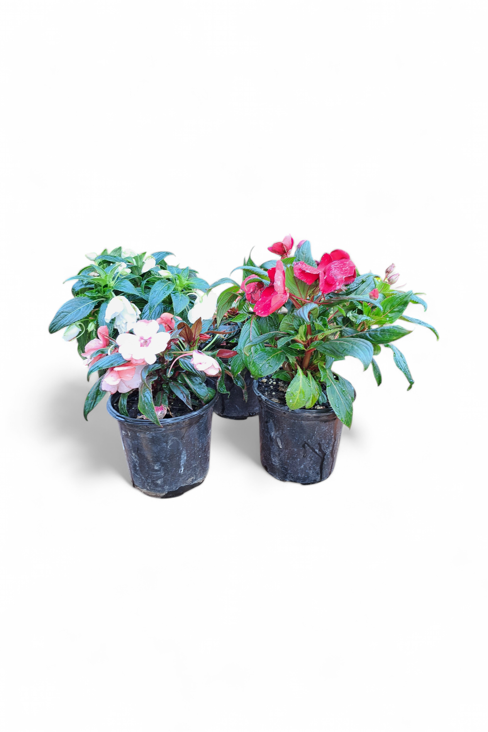 New Guinea Impatiens &quot;Clockwork&quot; Mixed Colours 15cm pot