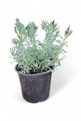 Lavandula Stoechas (Lavender) Blue 15cm