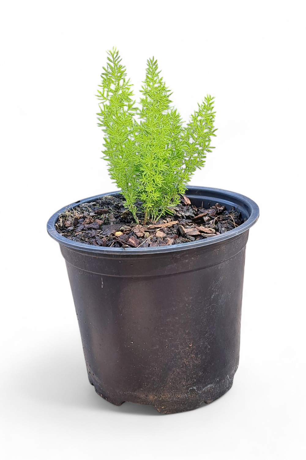 Asparagus Meyerii 15cm Pot