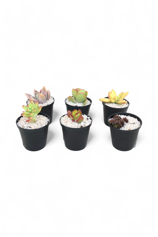 Succulent assorted mixed 5cmPots