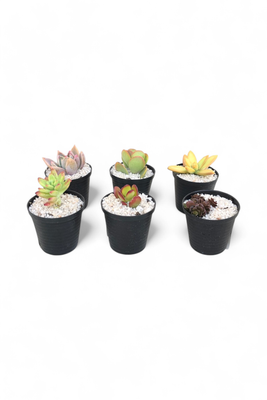 Succulent assorted mixed 5cmPots