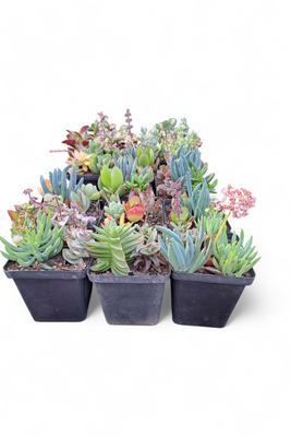 Succulent Lucky "3xSucculents In One Pot" 10cmPot