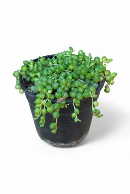 Senecio Round &quot;Beads&quot; 12cm