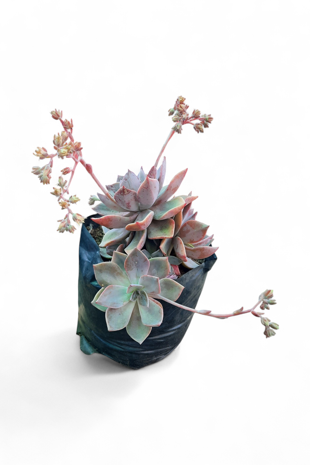 Echeveria Elegans &#39;Rock Rose&#39;  Purple 4 liter