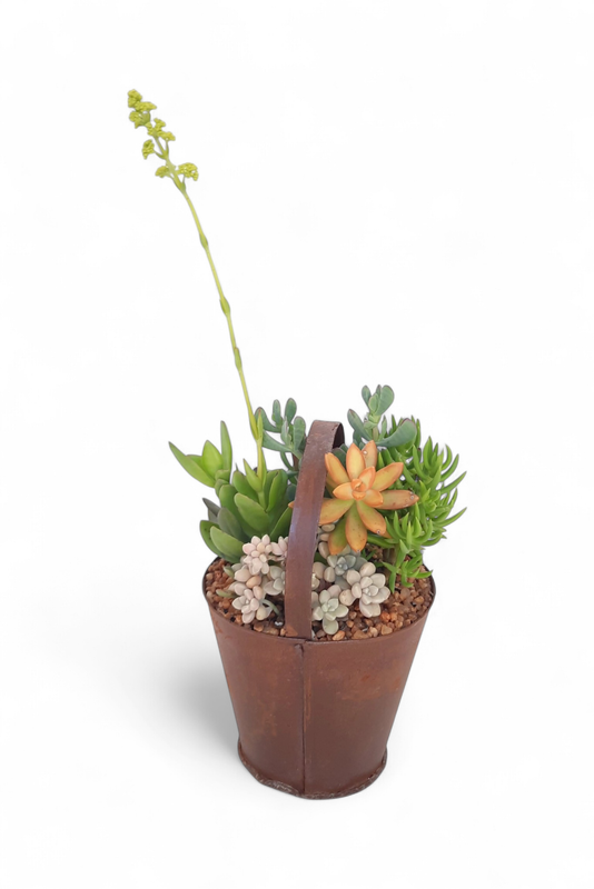 Tin Basket with Succulent Mix