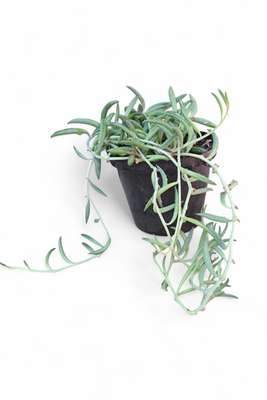 Senecio Radicans 12cm