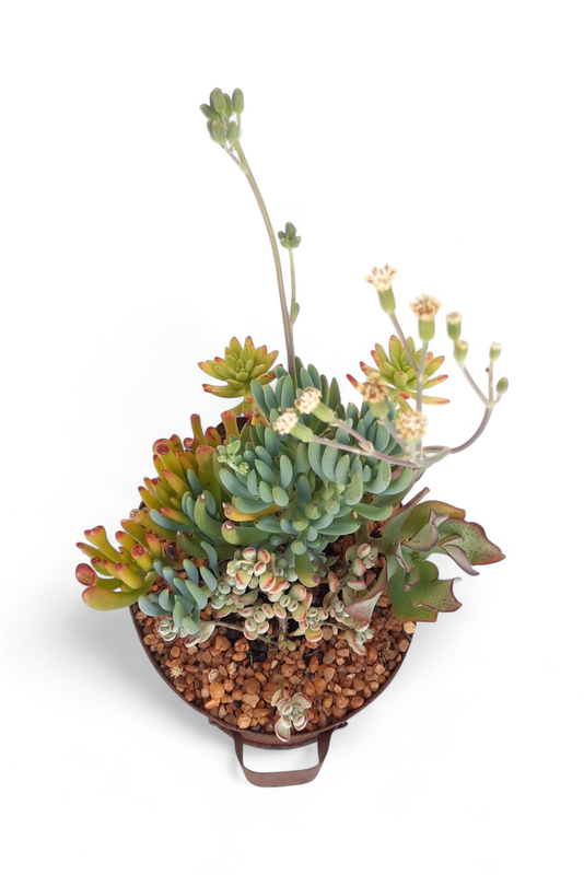 Tin Sinkbad with Succulent Mix