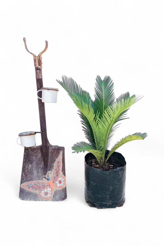 Cycas Revoluta 10 Liter