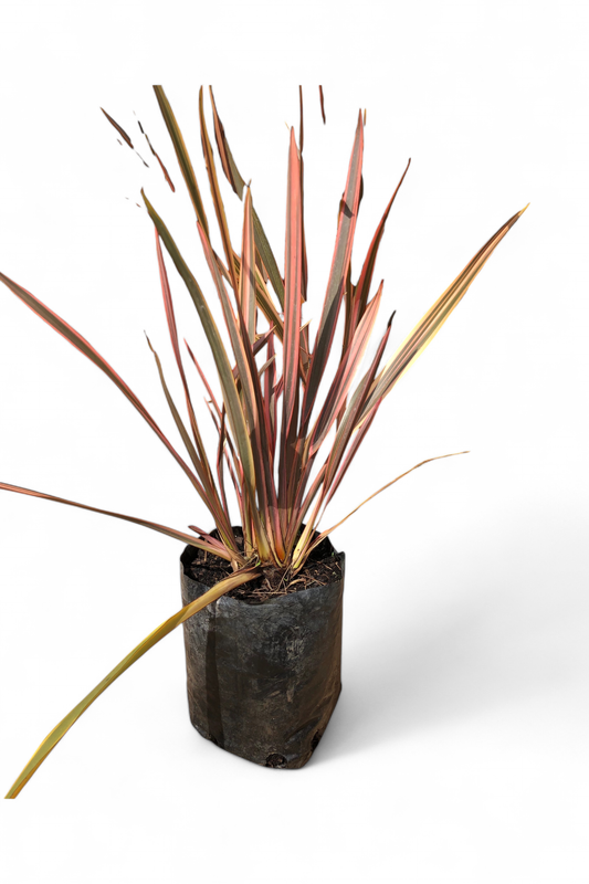 Phormium Tenax flaming 2,5 liters