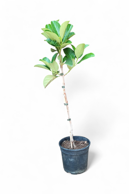 Viburnum Odoratissimum Standard 17cm Pot