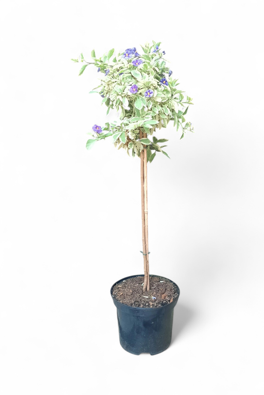 Solanum Variegated Patio Standard 19cm Pot