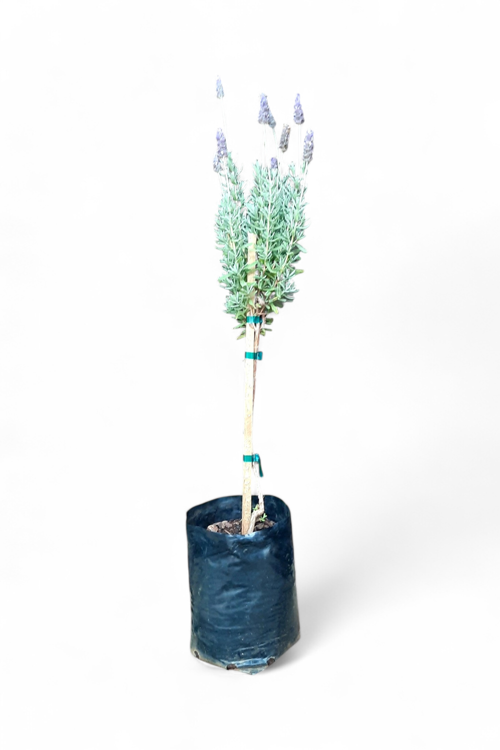 Lavender Standard 5L