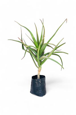 Aloe Barberae &quot;Tree Aloe or Boom Aalwyn&quot; 40 liters