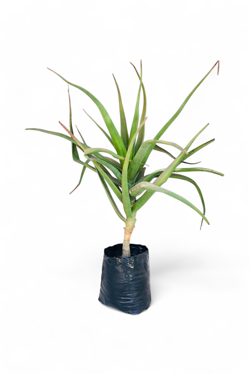 Aloe Barberae &quot;Tree Aloe or Boom Aalwyn&quot; 40 liters