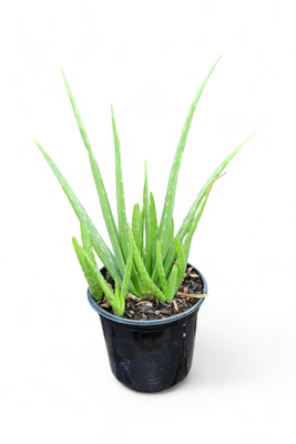 Aloe Vera 17cm Pot