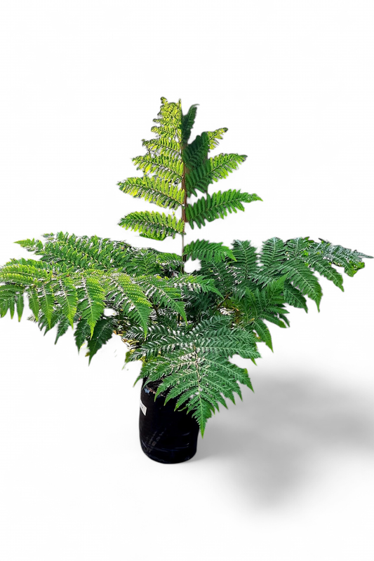 Cyathea Brownii Tree Fern 20 liter