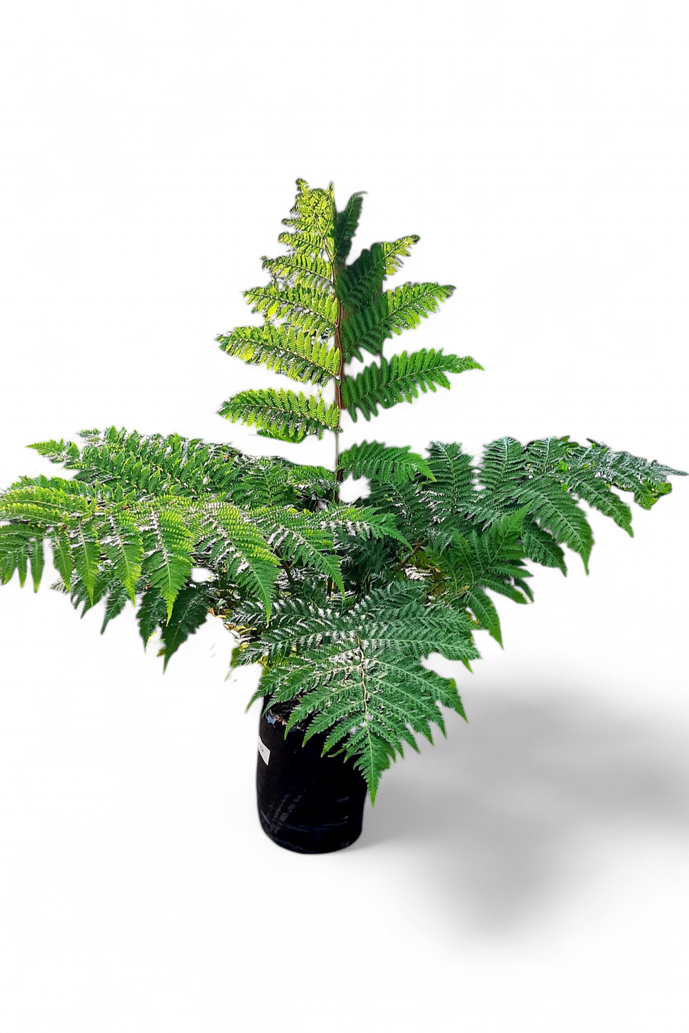 Cyathea Brownii Tree Fern 20 liter