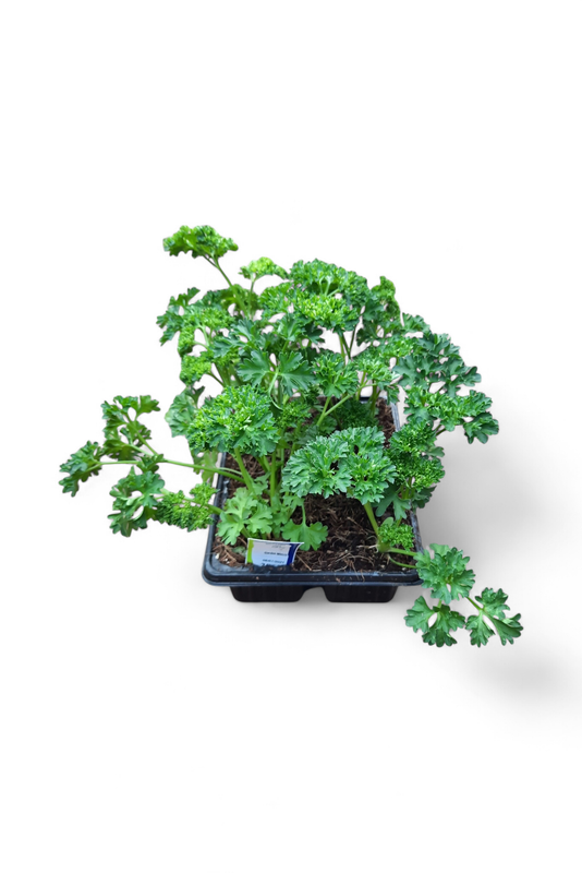 Parsley Moss Curled 6 Pack Herbs Seedlings