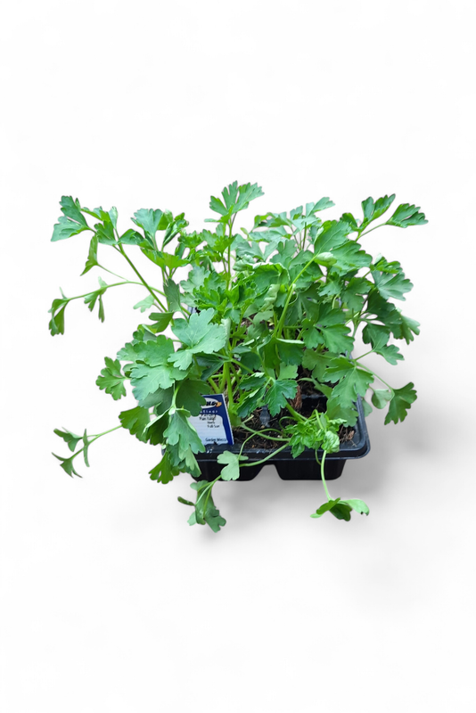 Parsley Flat Leaved Plain Italian 6 Pack Herb Seedlings