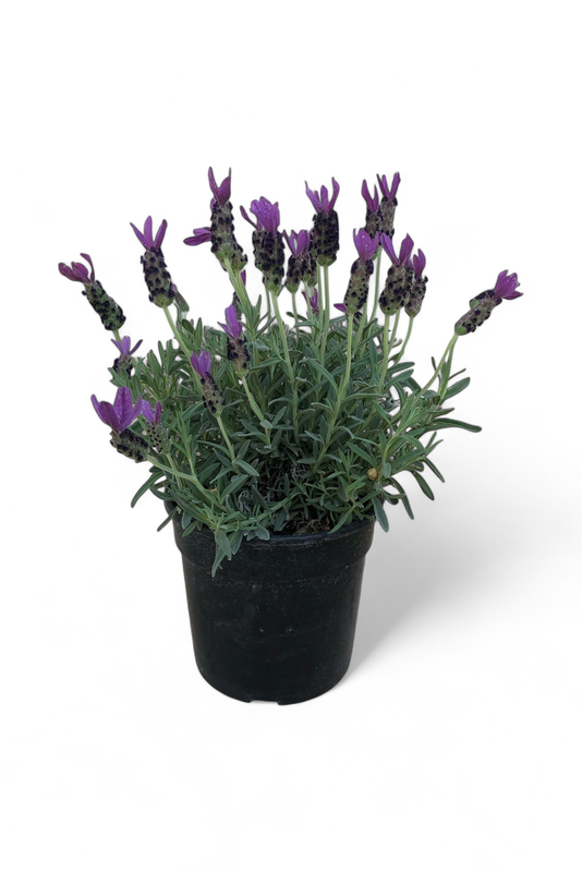 Lavandula “Lavender” 15CM