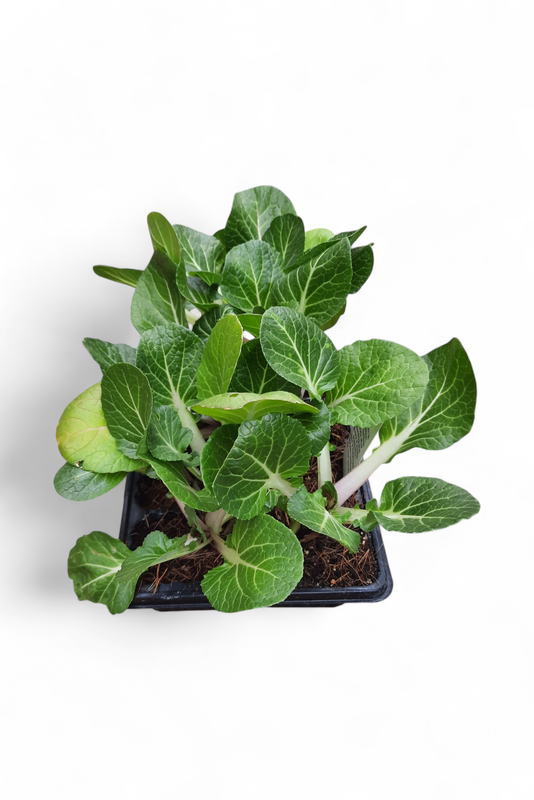 Pak Choi 6 Pack Veg Seedlings