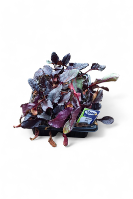 Beetroot Detroit Dark Red 6 Pack Veg Seedlings