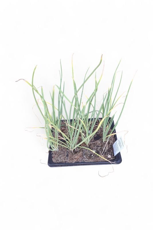 Spring Onion 6 Pack Veg Seedlings