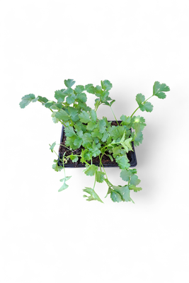 Coriander 6 Pack Veg Seedlings