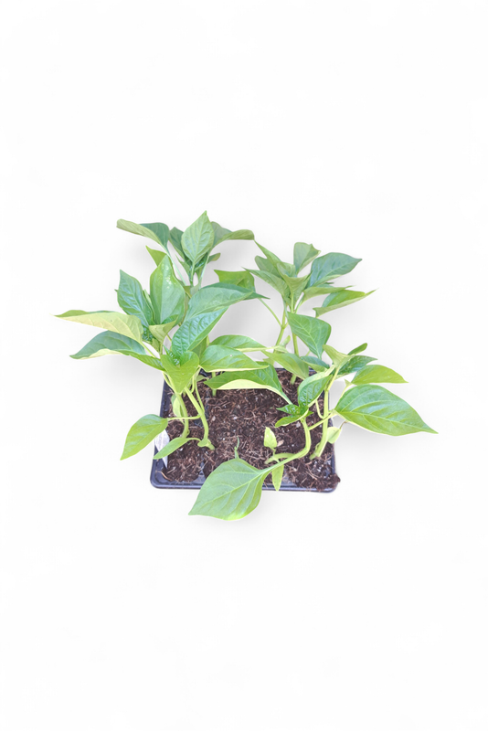 Capsicum California Wonder 6 Pack Veg Seedlings