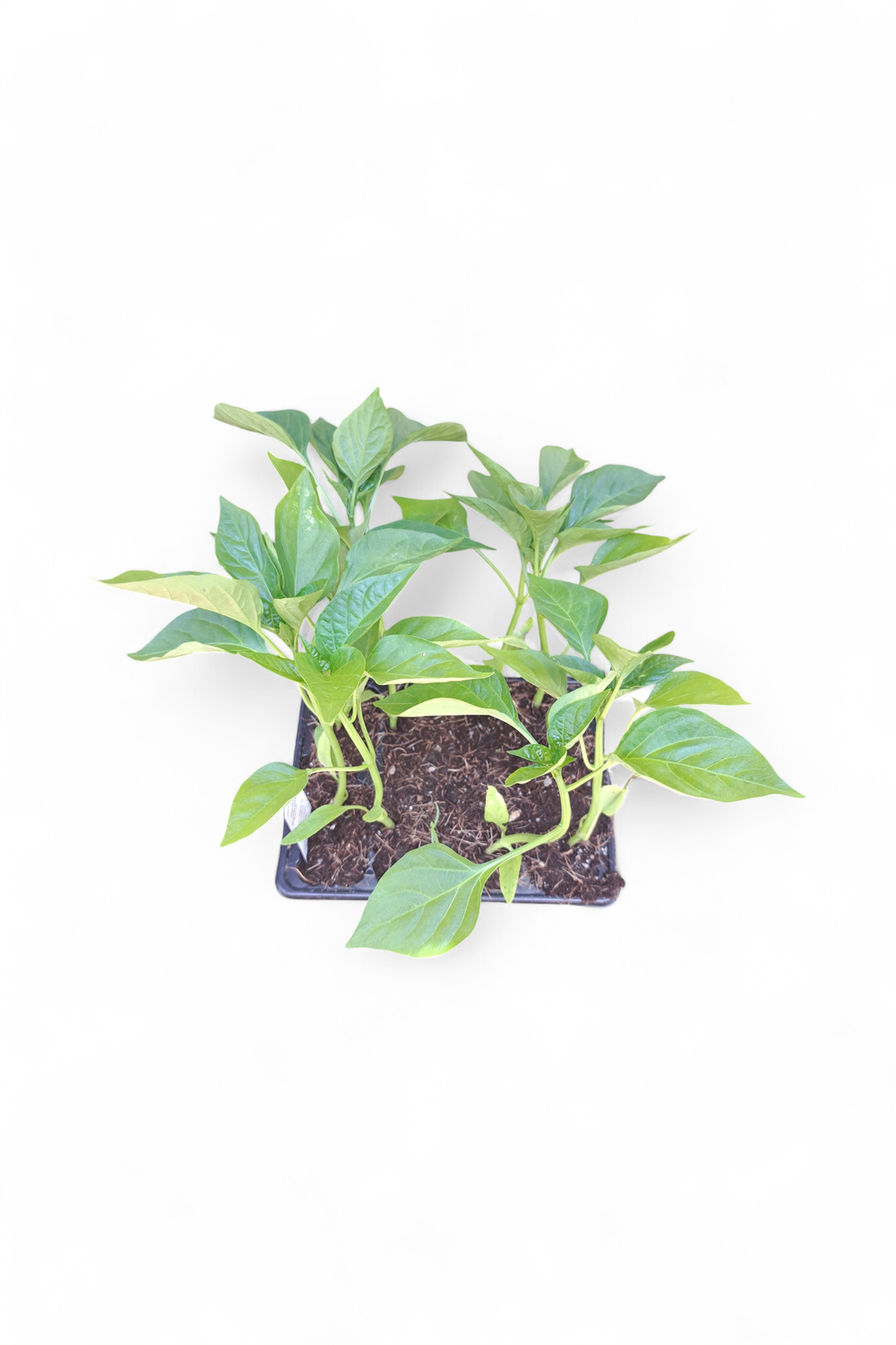 Capsicum California Wonder 6 Pack Veg Seedlings
