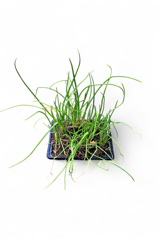 Onion Texas Grano 6 Pack Veg Seedlings