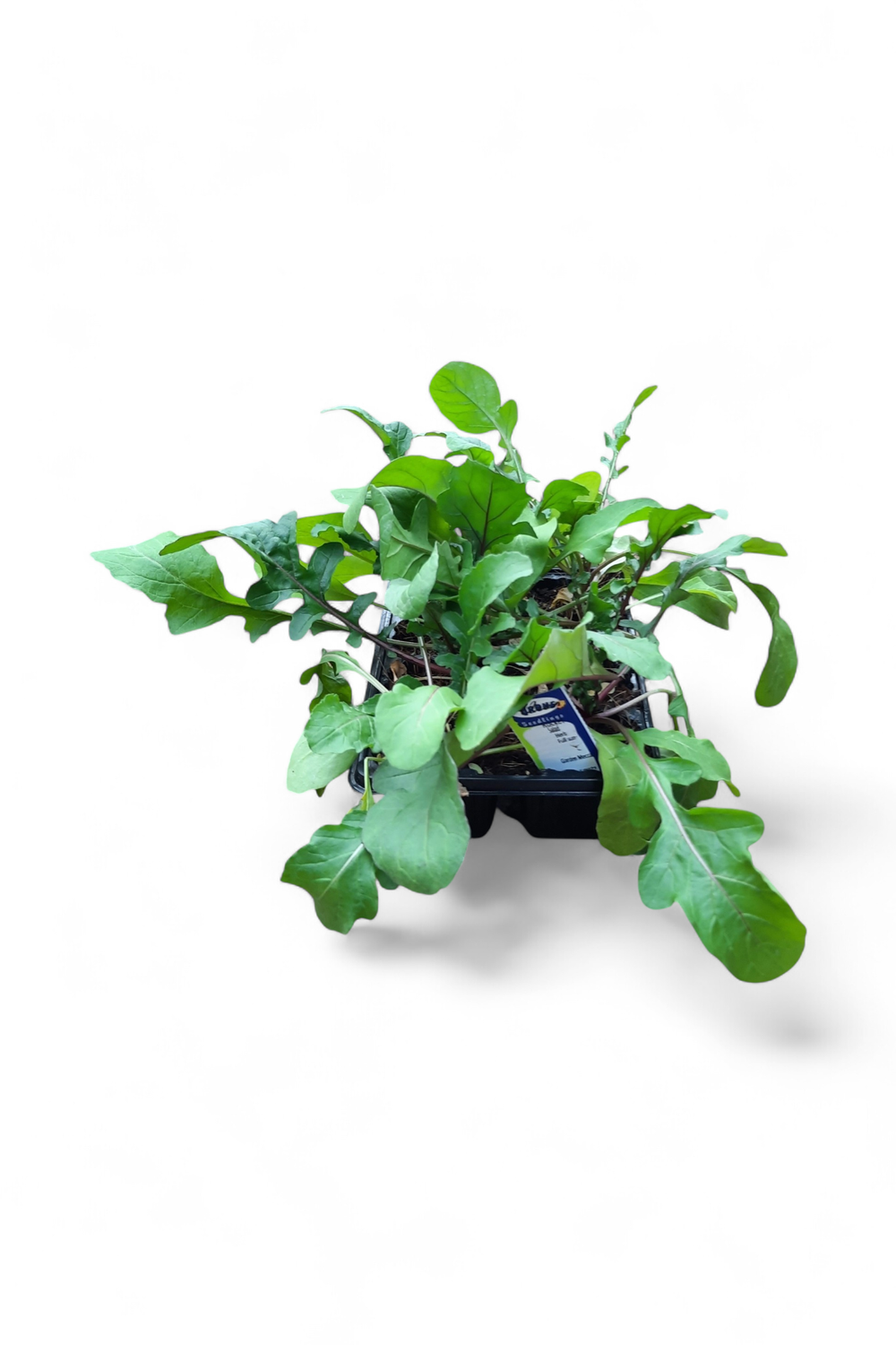 Rocket Salad 6 Pack Herb Seedlings