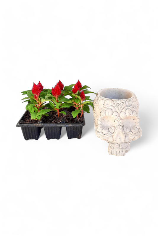 Sugar Skull Planter Cement Finish - H130mm x W135mm - 3kg