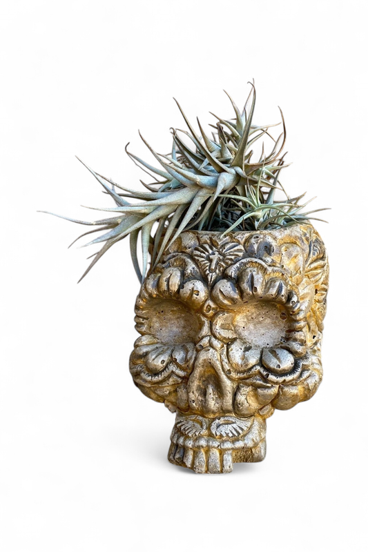 Sugar Skull Planter With Air Plant Antique Amber Finish - H130mm x W135mm - 3kg