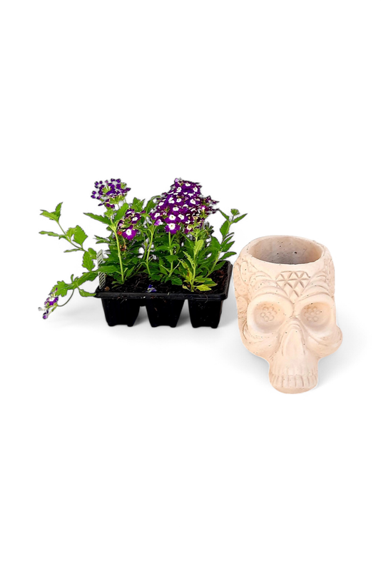 Sugar Skull Planter Cement Finish - H130mm x W135mm - 3kg