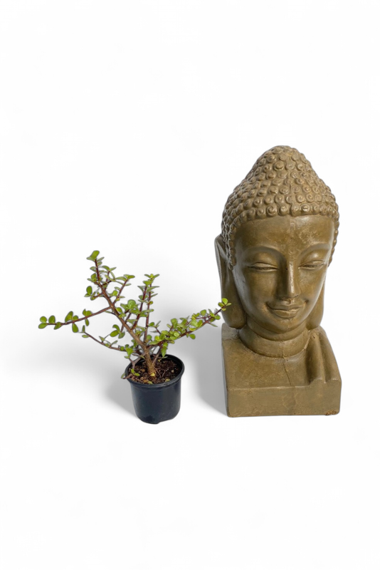 Buddha Head Antique Amber Finish - H500mm - 13kg