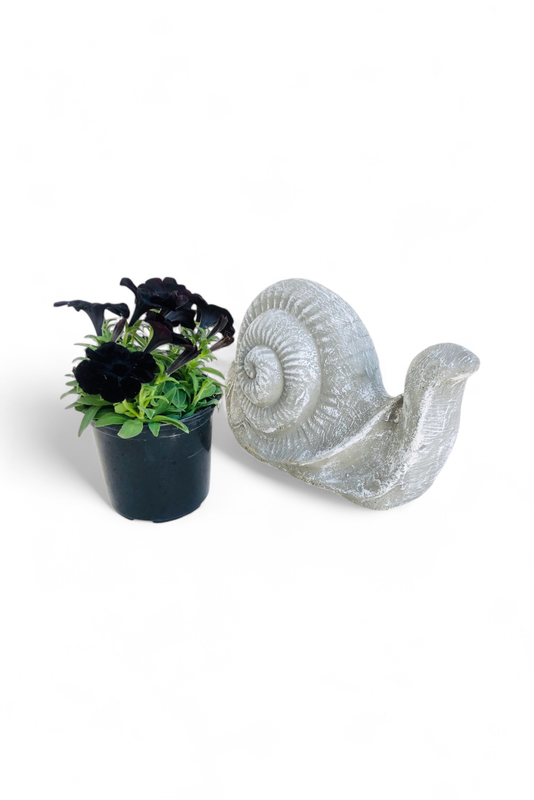 Snail Large Whitewash Finish - L400mm x H200mm - 13kg