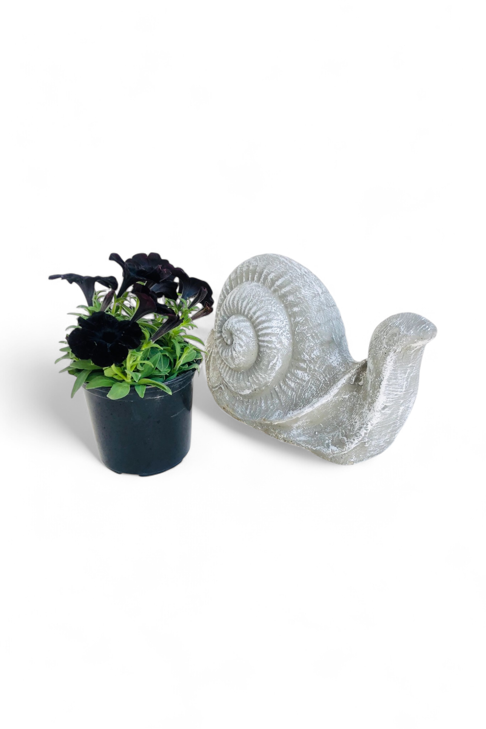 Snail Large Whitewash Finish - L400mm x H200mm - 13kg