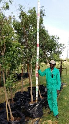 Searsia pendulina / White Karee tree 100L Searsia pendulina / White Karee tree 100L