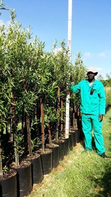 Kiggelaria africana / Wild Peach 20L Kiggelaria africana / Wild Peach 20L
