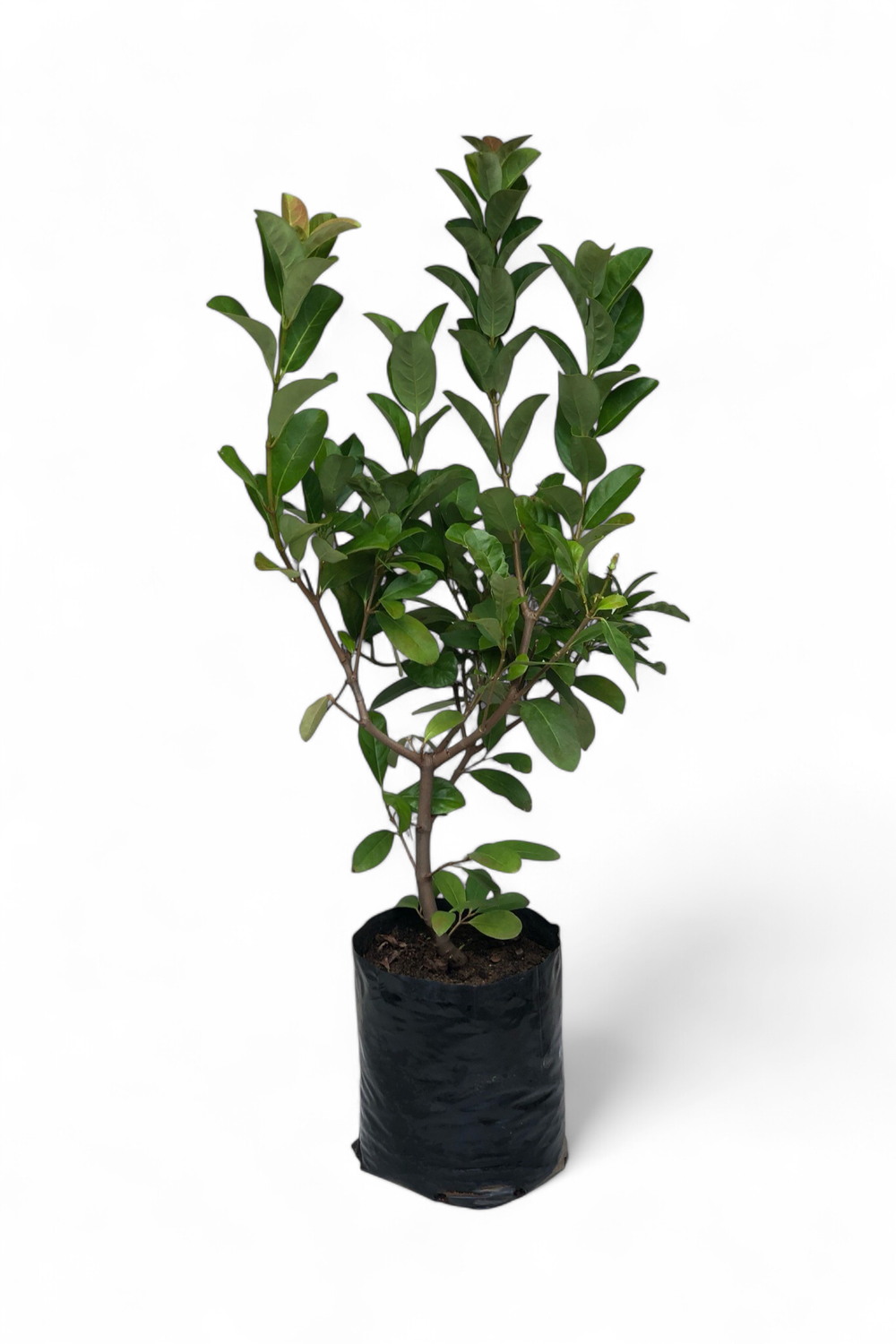 Viburnum Odoratissimum 10 liter