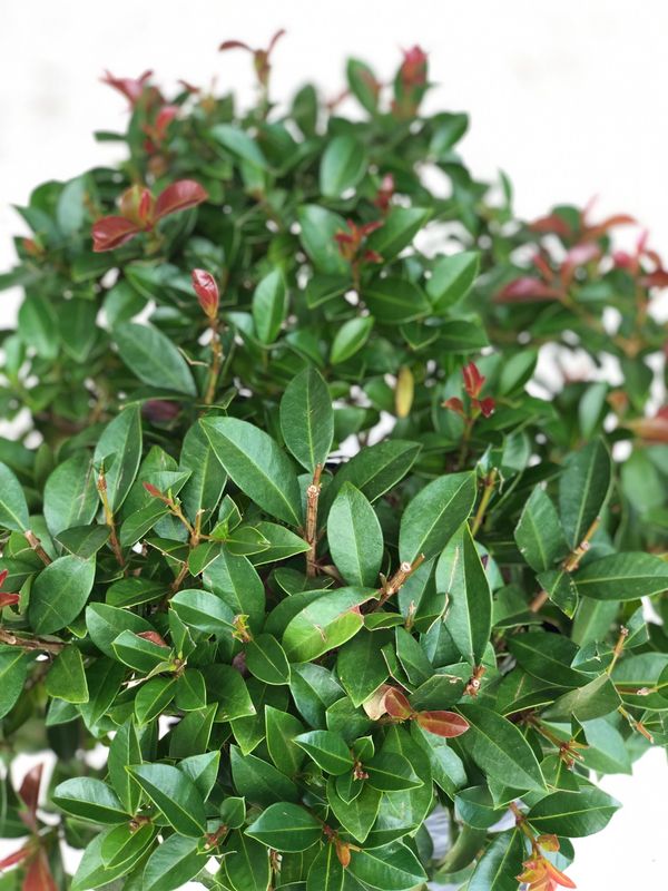 Syzigium Paniculatum Ball "Australian Brush Cherry" 10Liter